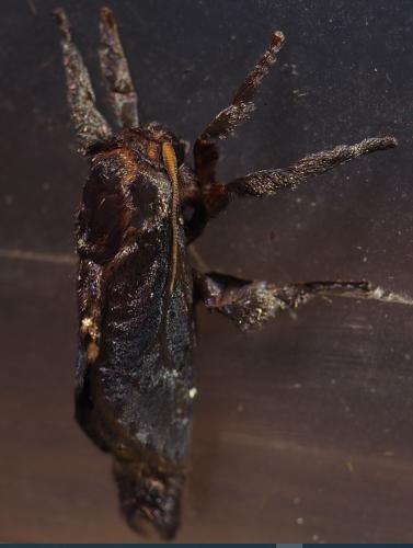 Acharia sp.